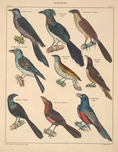 Abbildungen Zu Okens Allgemeiner Naturgeschichte Fur Alle Stande Pl 124