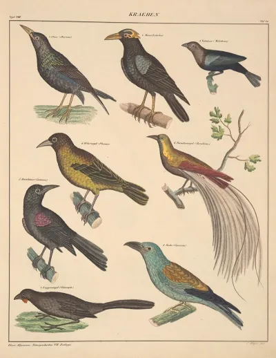 Abbildungen Zu Okens Allgemeiner Naturgeschichte Fur Alle Stande Pl 126