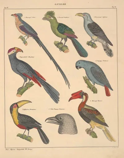 Abbildungen Zu Okens Allgemeiner Naturgeschichte Fur Alle Stande Pl 127