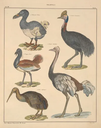 Abbildungen Zu Okens Allgemeiner Naturgeschichte Fur Alle Stande Pl 132