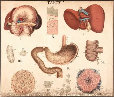 Abdominal Cavity Liver Stomach Large Intestine Spleen Etc