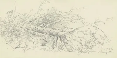 Abgesagter Nadelbaum Bei Starnberg