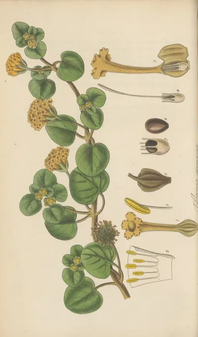 Abronia Arenaria