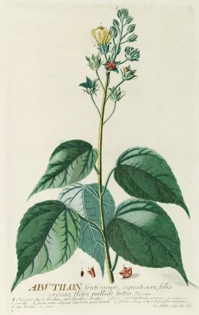 Abutilon