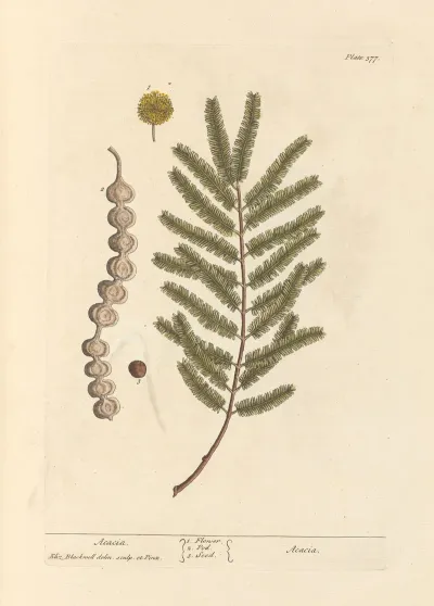 Acacia 5