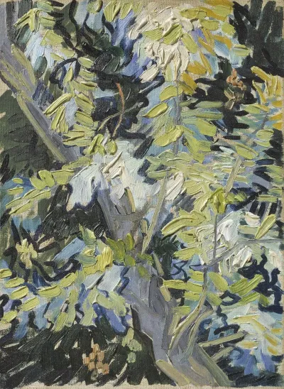 Acacia In Flowers