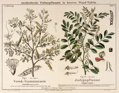 Acacia Verek Indigofera Tinctoria Acacia Indigostruik