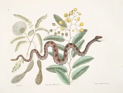 Acacia Vipera Caudisona Minor The Small Rattle Snake