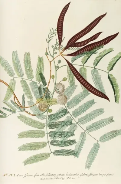 Acacia