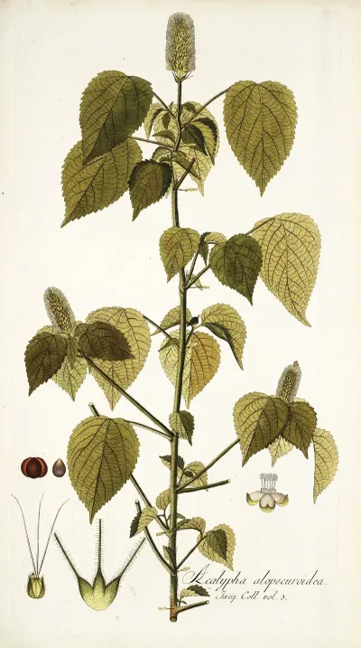 Acalypha Alopecuroidea