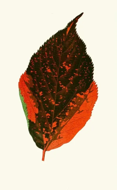 Acalypha Tricolor