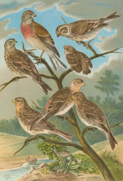 Acanthis Cannabina Acanthis Flavirostris