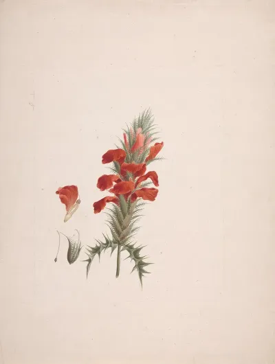 Acanthus Sennii Chiov