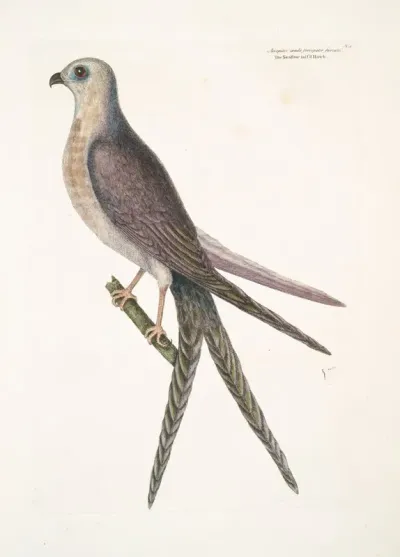 Accepiter Cauda Forcipater Furcata The Swallow Tail Hawk