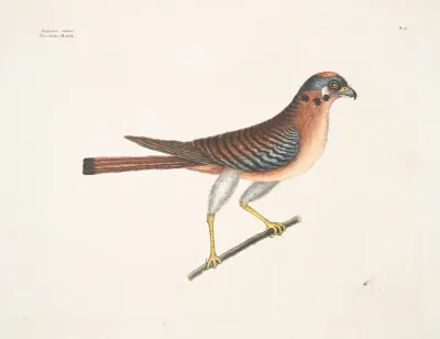 Accipiter Minor The Little Hawk