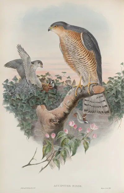 Accipiter Nisis Sparrow Hawk