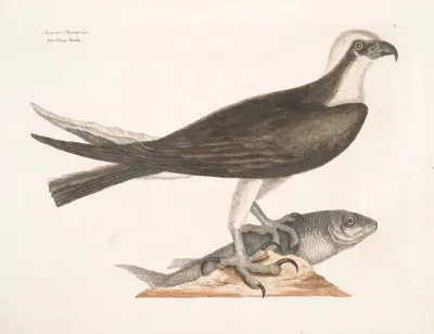 Accipiter Piscatorius The Fishing Hawk
