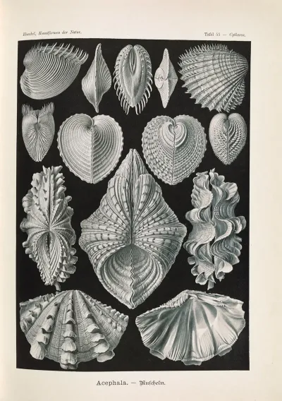 Acephala Muscheln