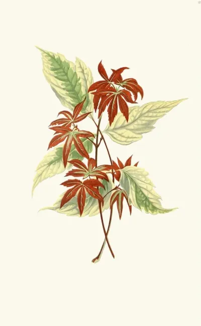 Acer Negundo