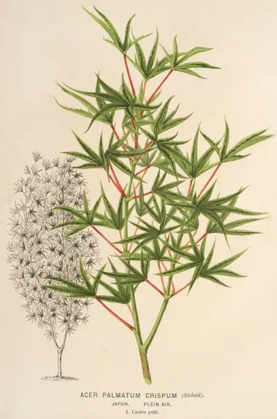 Acer Palmatum Crispum