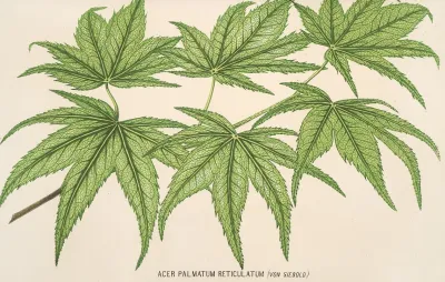 Acer Palmatum Reticulatum