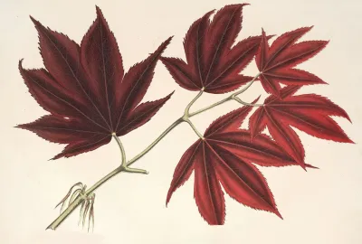 Acer Polymorphum Palmatum Sanguineum