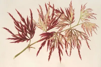 Acer Polymorphum Palmatum