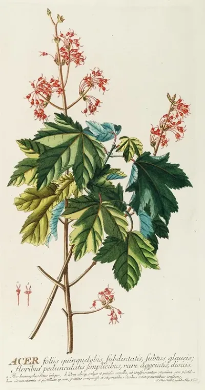 Acer