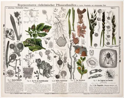 Achlya Lignoica Peronspora Infestans Mucor Mucedo Puccinia Graminis Ustilago Carbo Empusa Muscae