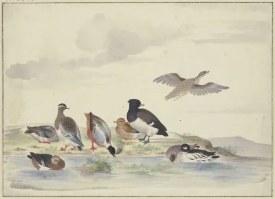 Acht Enten Verschiedener Art Am Wasser 2