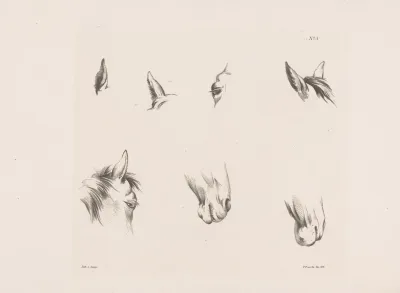Acht Studies Van Een Paardenhoofd