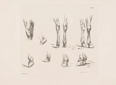 Acht Studies Van Paardenbenen En Hoeven