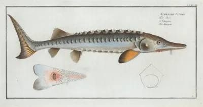 Acipencer Sturio The Sturgeon