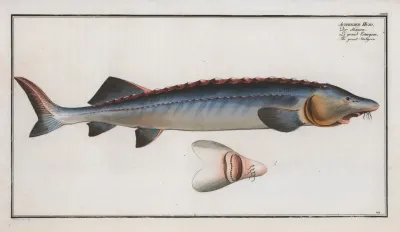 Acipenser Huso The Great Sturgeon