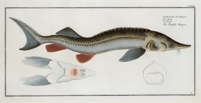 Acipenser Ruthenus The Rusfish Sturgeon