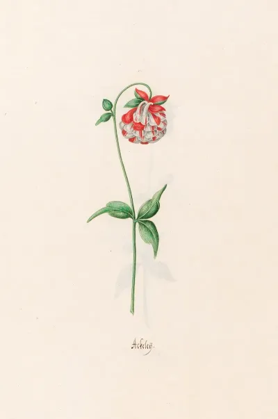 Ackeley 2