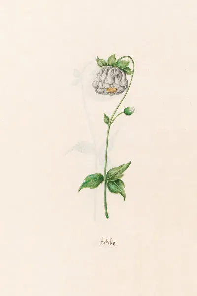 Ackeley 3