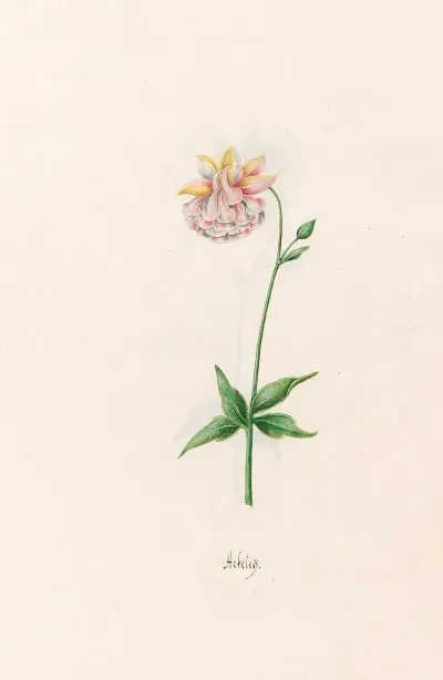 Ackeley 4