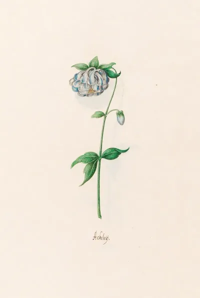 Ackeley 8