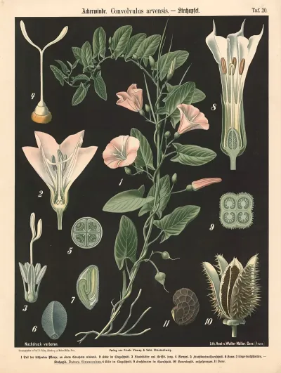 Ackerwinde Convolvulus Arvensis