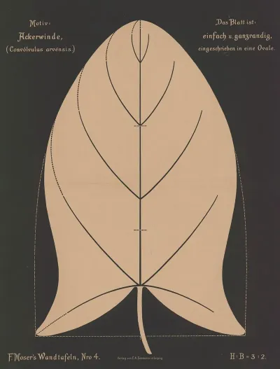 Ackerwinde Convovulus Arvensis