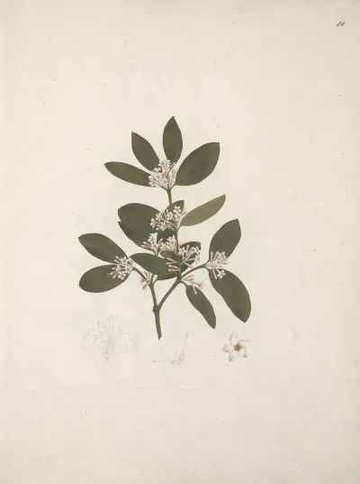 Acokanthera Schimperi Dc Schweinfurth