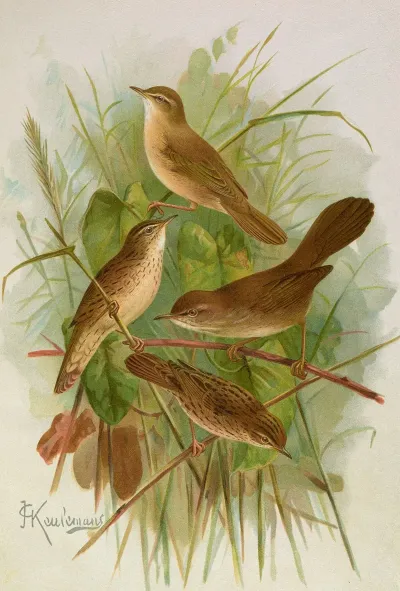 Acrocephalus Agricolus Jardon Cettia Cetti Marm Locustella Lanceolata Temm