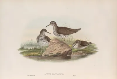 Actitis Macularius Spotted Sandpiper