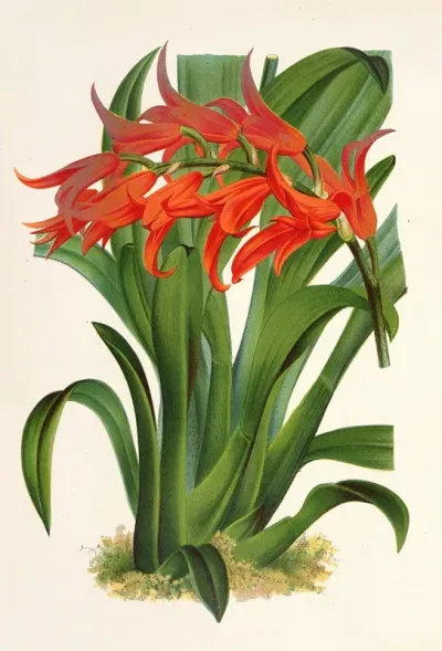Ada Aurantiaca