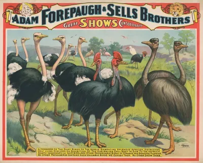 Adam Forepaugh Sells Brothers Great Shows Consolidated A Congress Of The Giant Birds Of The World