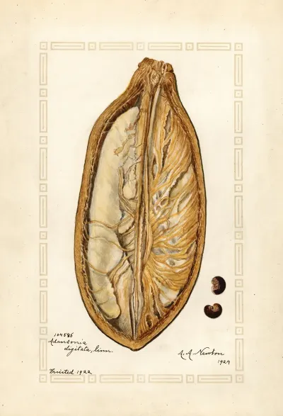 Adansonia Digitata