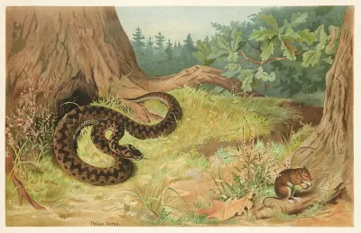 Adder 2