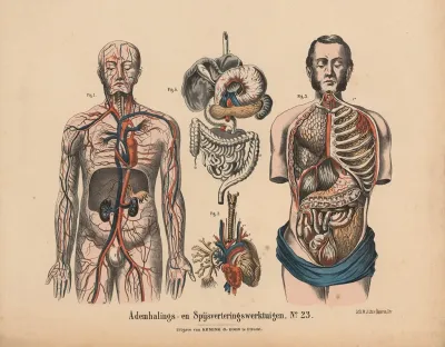 Ademhalings En Spijsverteringswerktuigen No 23