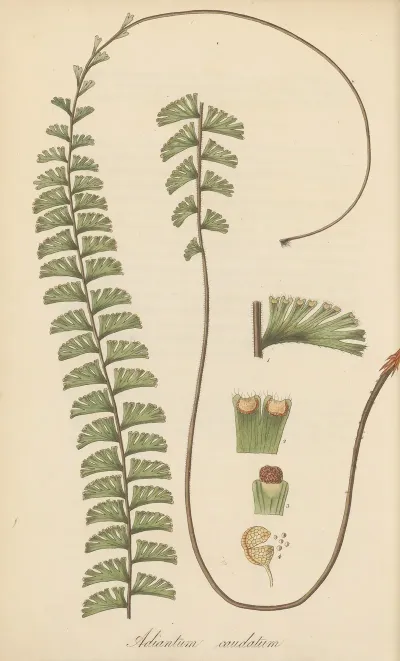 Adiantum Caudatum